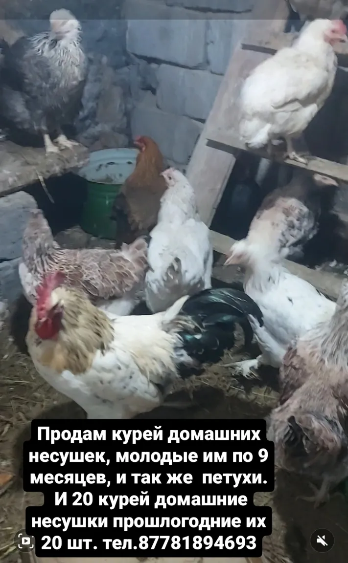 Продаю курей