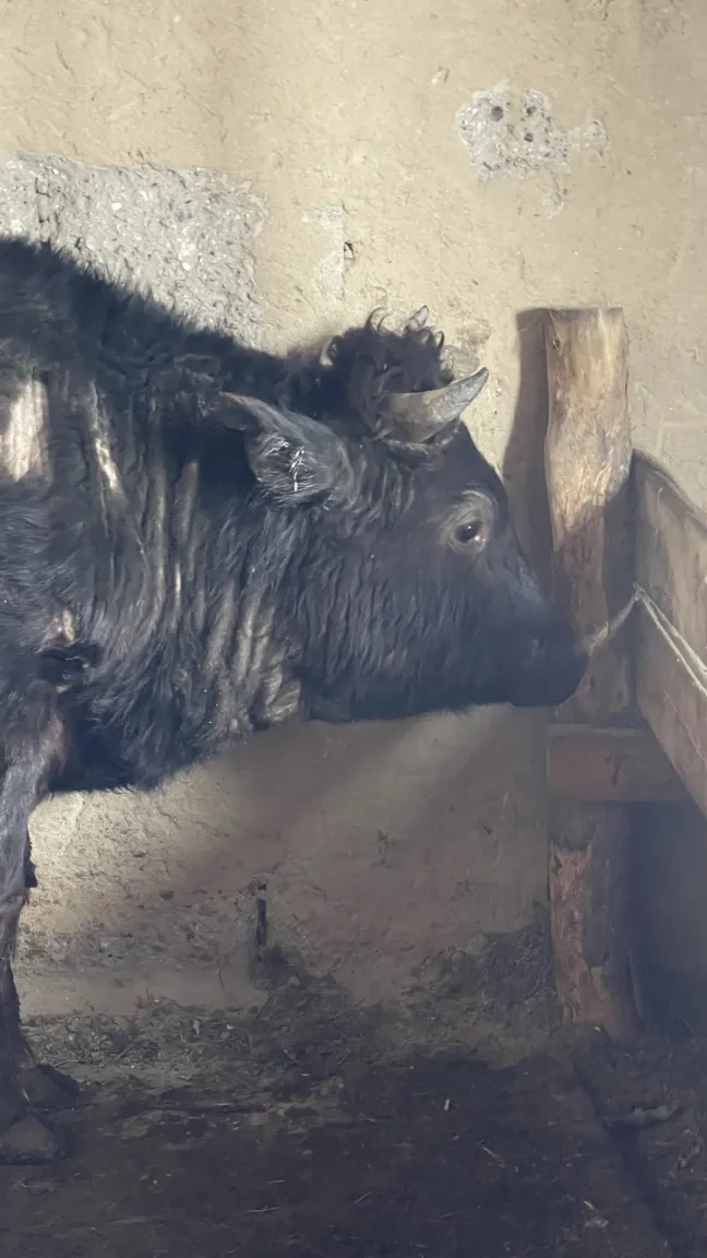 Ауыл соғымы